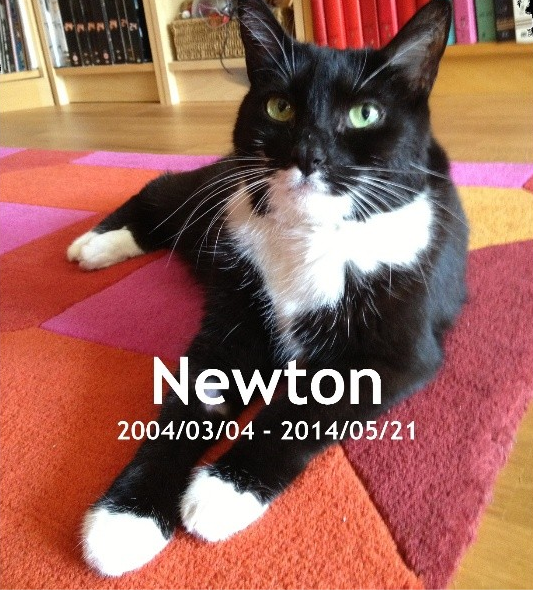 Newton the Cat